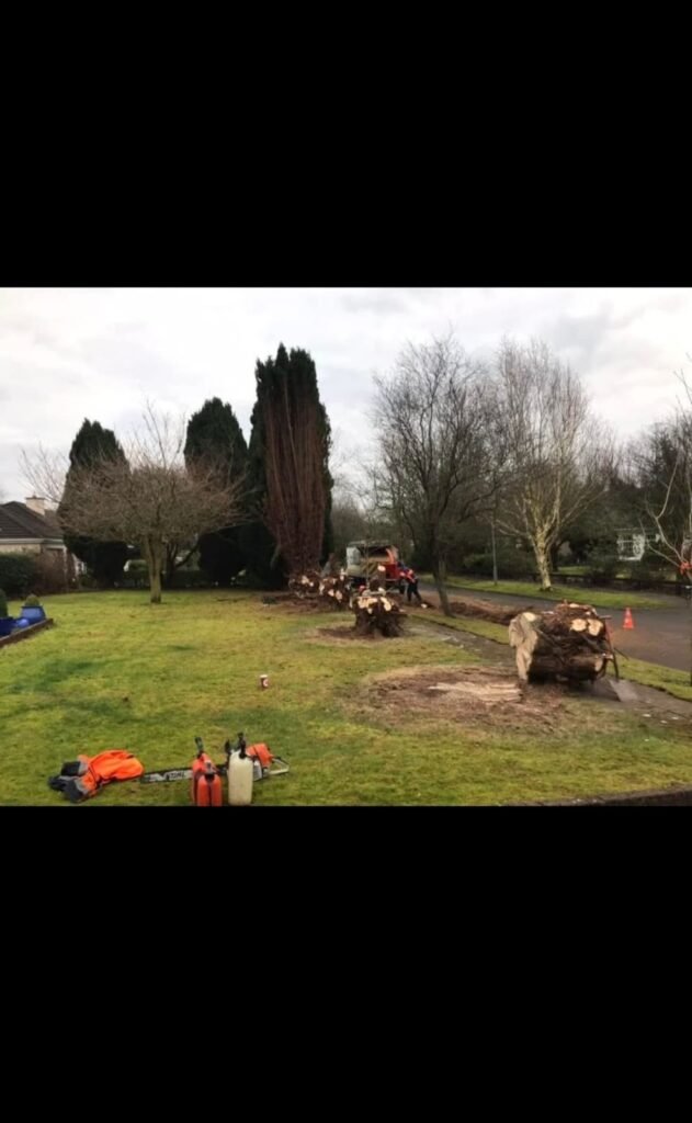 Tree Surgeon Galway