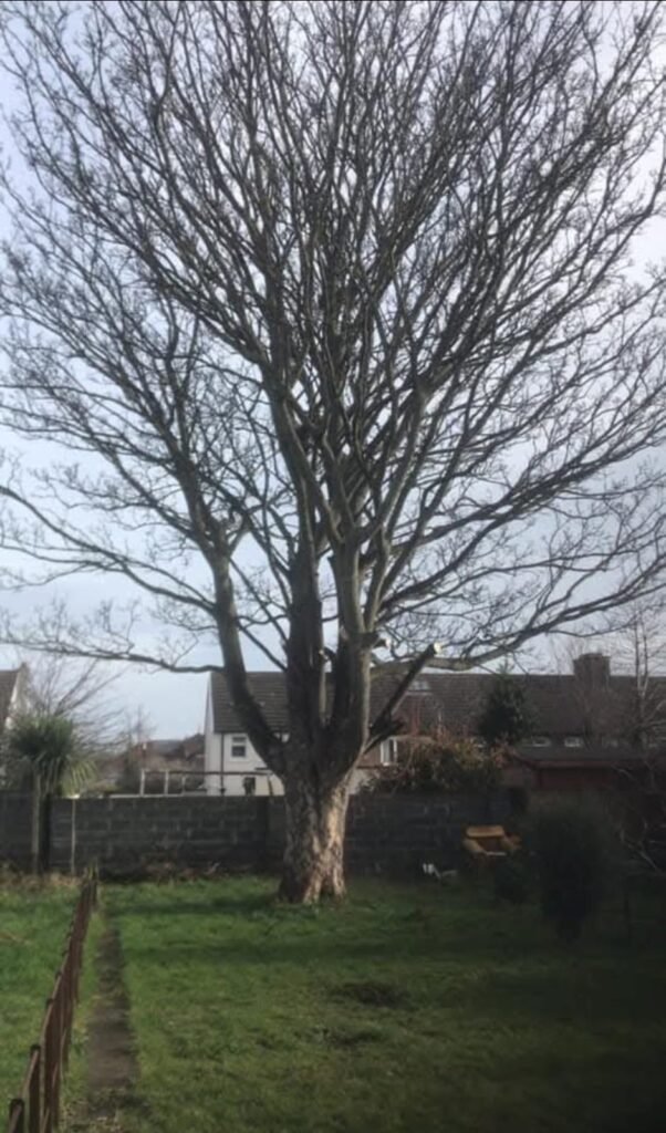 Tree surgery galway