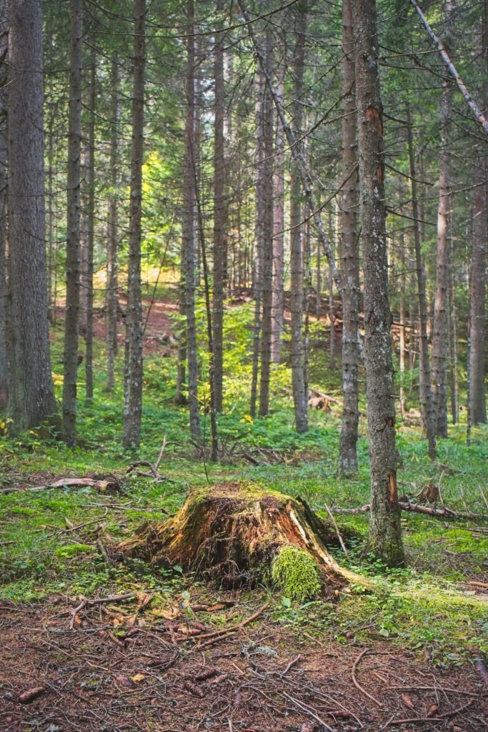 Stump Removal Galway